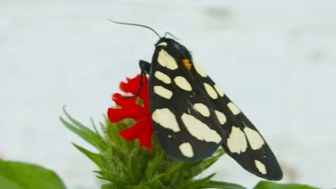 Monarch Butterfly on flower Stock Footage 133579135