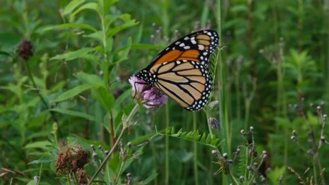 Monarch butterfly on flower Stock Footage 158060368