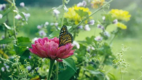 Monarch Butterfly On A Flower	 Stock Footage 231495022