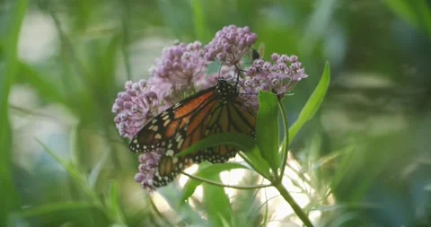 Monarch butterfly on flower Stock Footage 238881835