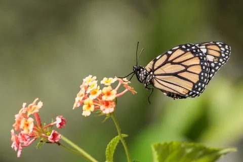 Monarch butterfly on a flower. Stock Photos