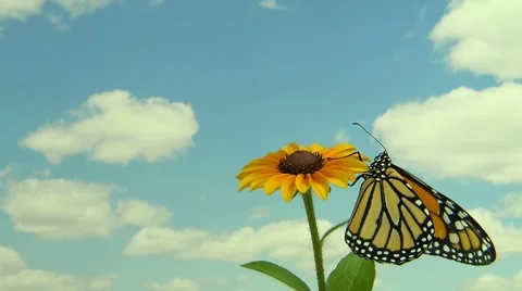 Monarch Butterfly on a flower with a sky background Stock Footage 7769833