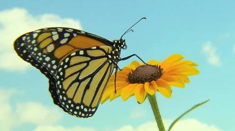 Monarch Butterfly on a flower with a sky background Vídeo Stock 7902995