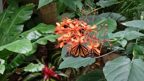 Monarch Butterfly on flowers Stock Footage 128898050