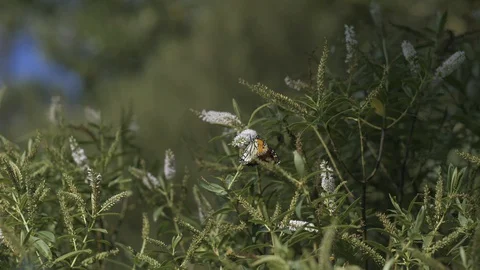 Monarch Butterfly Flowers Stockbeeldmateriaal 129792772