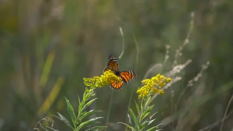 Monarch butterfly flying between flowers and pollinating Stock Footage 155441758