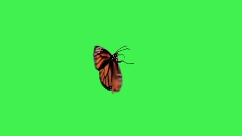 Monarch Butterfly Flying Loop on Green Screen Chroma Key Stock Footage 336599507