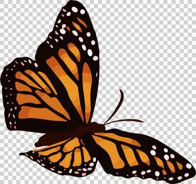 Monarch butterfly is flying in vector with orange and black-veined wings on Stock Illustration