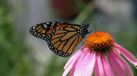Monarch Butterfly Vídeos de archivo 779975