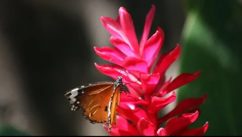 Monarch butterfly Video stock 10297288