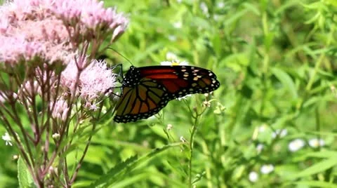 Monarch Butterfly Stock Footage 11478055