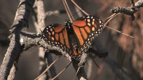 Monarch Butterfly 스톡 동영상 37586118