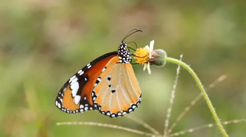 Monarch butterfly. Stock Footage 42796925