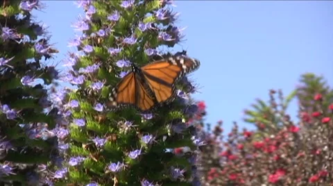 Monarch Butterfly 库存影片 44067776