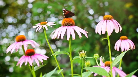 Monarch Butterfly Stock Footage 65795549