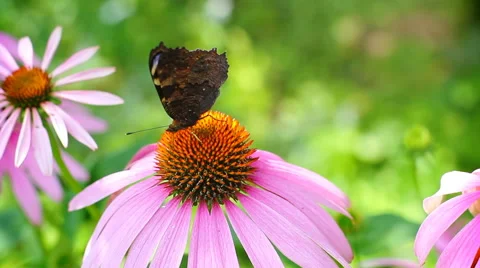 Monarch Butterfly Stock Footage 65800801