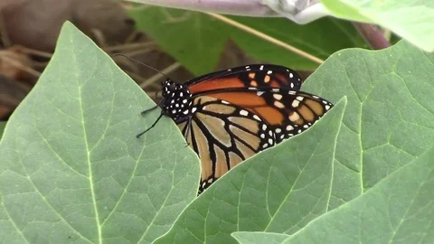 Monarch Butterfly Video stock 77081140