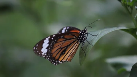 The Monarch Butterfly Stock Footage 103474726