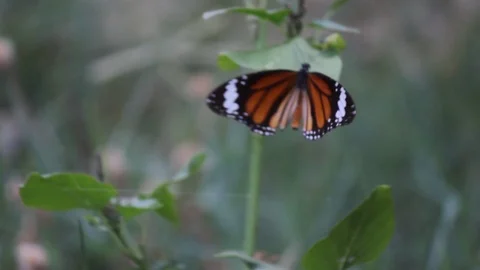 Monarch Butterfly Stock Footage 103528317