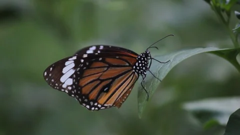 Monarch Butterfly Stock Footage 103673530