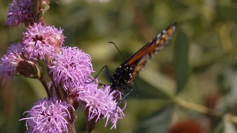Monarch Butterfly Stock Footage 110741542