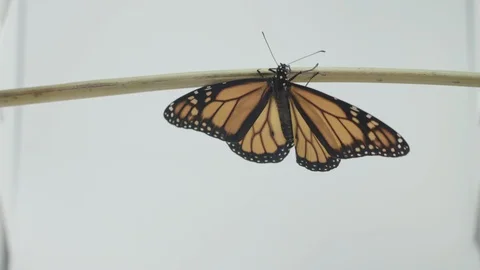 Monarch butterfly Vídeos de archivo 113381654