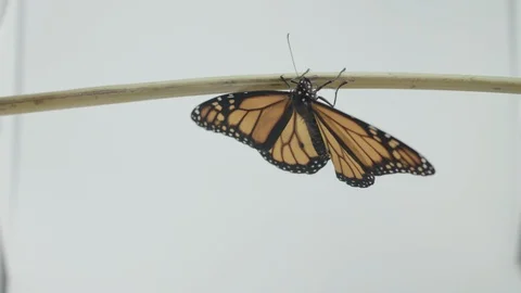 Monarch butterfly Vídeos de archivo 113382572