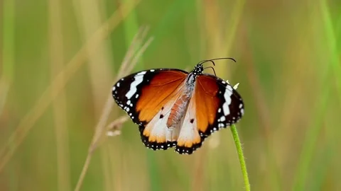 Monarch Butterfly Stock Footage 140977710