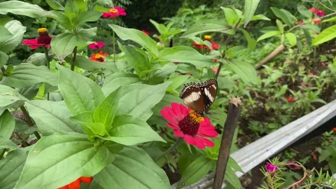 Monarch Butterfly Stock Footage 292639952