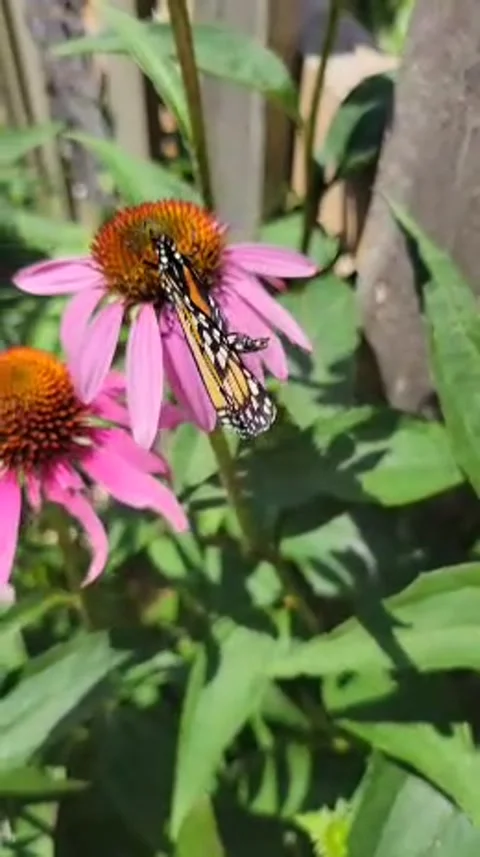 Monarch butterfly Stock Footage 313371177