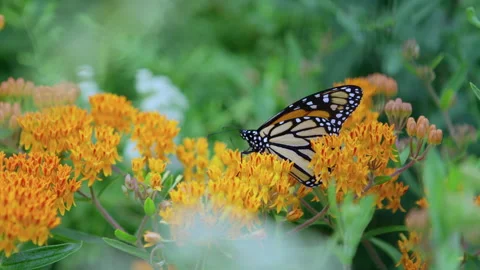 Monarch Butterfly Stock Footage 342316891