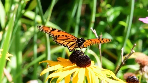 Monarch butterfly in garden Stock Footage 115461480