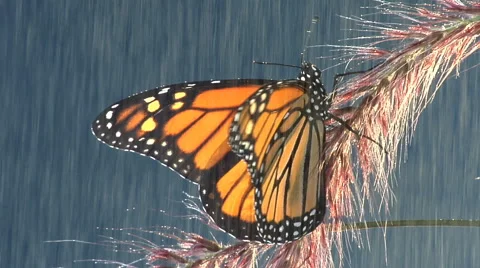Monarch butterfly gently flaps wings in the rain Stock Footage 46544080