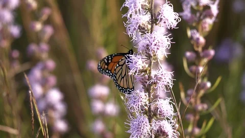 Monarch butterfly gets sweet nectar from a prairie wild flower then flies away. Video stock 91474853