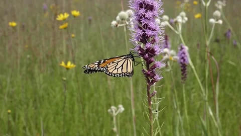 Monarch butterfly getting some nectar then flying away. Video stock 324763136