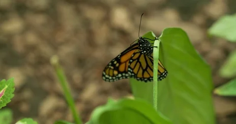 Monarch butterfly on green leaf Macro shot Close up 4K Stock Footage 94569217