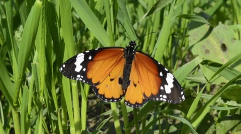 Monarch butterfly on green leaves Stock Footage 59139454