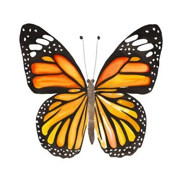 Monarch butterfly. Hand drawn vector illustration. Stock Illustration