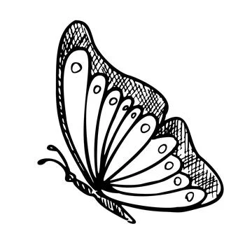 Monarch Butterfly. Hand drawn vector illustration of flying Insect in line art Stock Illustration