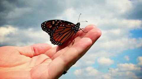 Monarch Butterfly in Hand Stock Footage 12035981