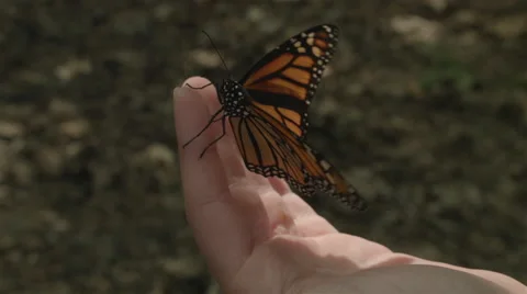 Monarch Butterfly on Hand 库存影片 50410409