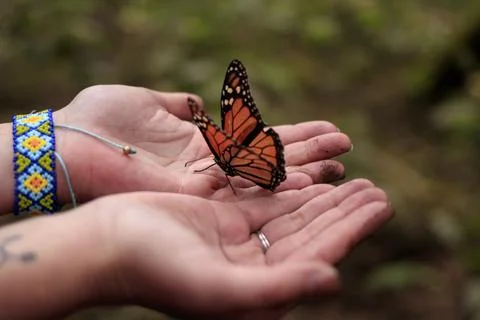 Monarch Butterfly in Hands Stock Photos