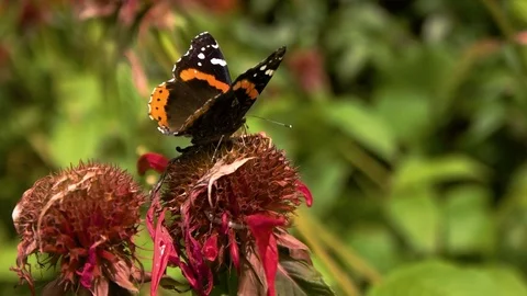 Monarch butterfly harvesting pollen from Monarda flower, macro shot, daytime Stock Footage