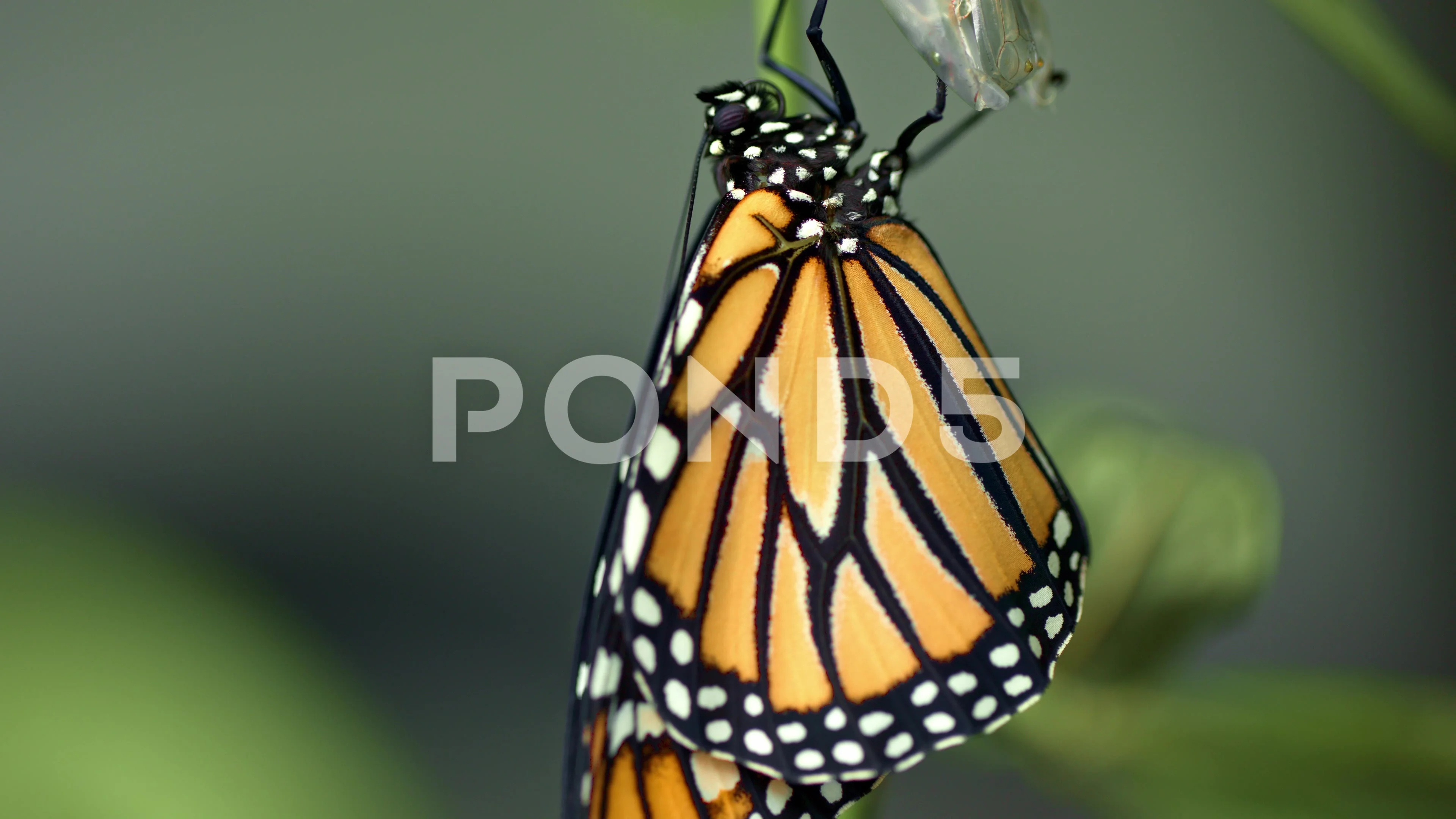 monarch chrysalis hatching
