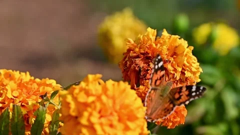 Monarch butterfly hovering and feeding on a vibrant orange marigold flower Stock Footage 346116202
