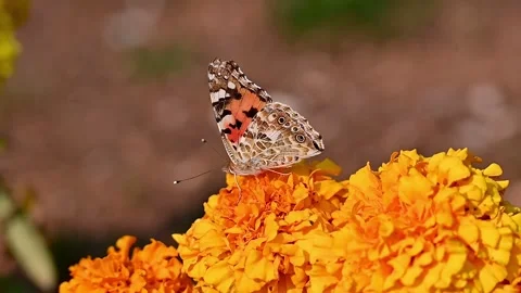 Monarch butterfly hovering and feeding on a vibrant orange marigold flower Stock Footage 346116712
