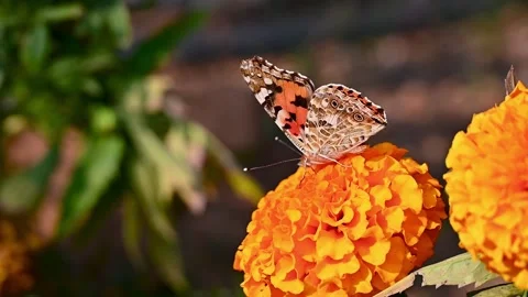 Monarch butterfly hovering and feeding on a vibrant orange marigold flower Stock Footage 346116830