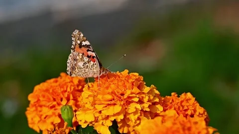 Monarch butterfly hovering and feeding on a vibrant orange marigold flower Stock Footage 346116868