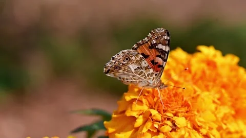 Monarch butterfly hovering and feeding on a vibrant orange marigold flower Stock Footage 346117131
