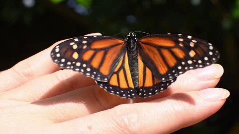 Monarch Butterfly on the human hand. Stock Footage 240752413